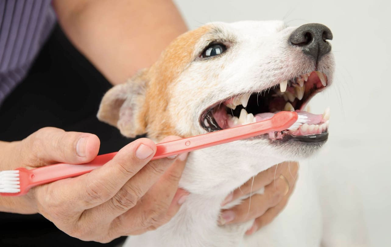 Brosser les dents d'un chien