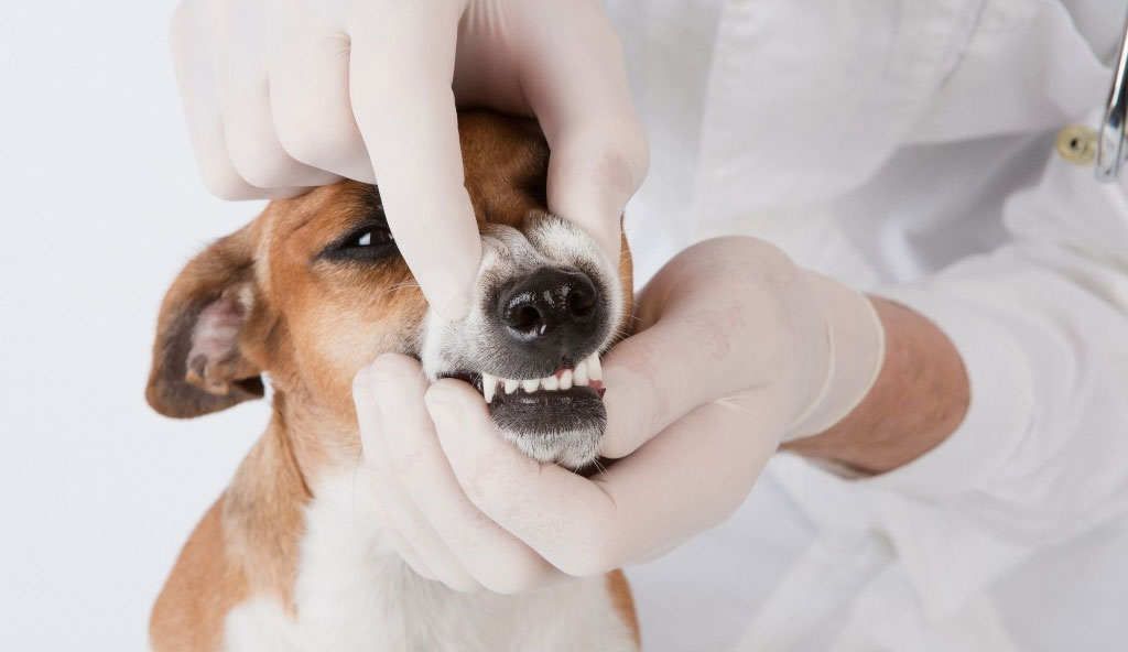 Diagnostic et traitement de la gingivite chez le chien