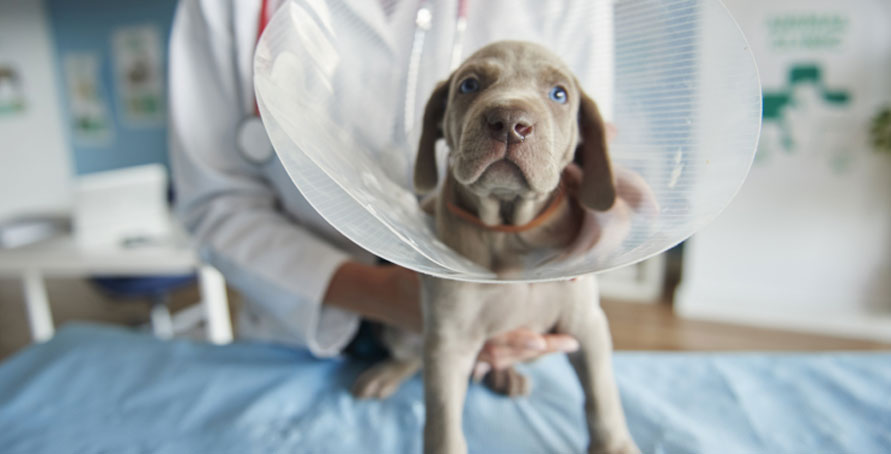 Soins à apporter à un chien après une opération d'hernie