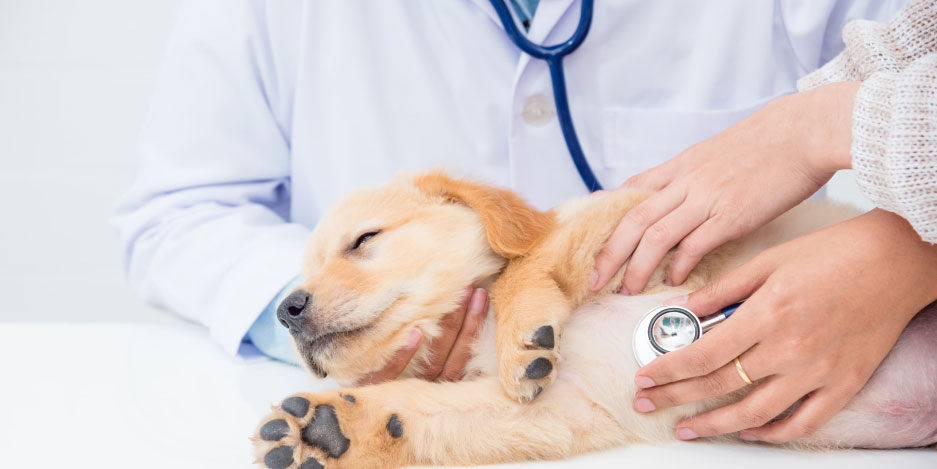 Traitement de la hernie ombilicale chez les chiots