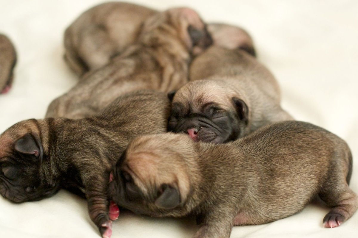 Pourquoi les chiots développent-ils des hernies ombilicales ?