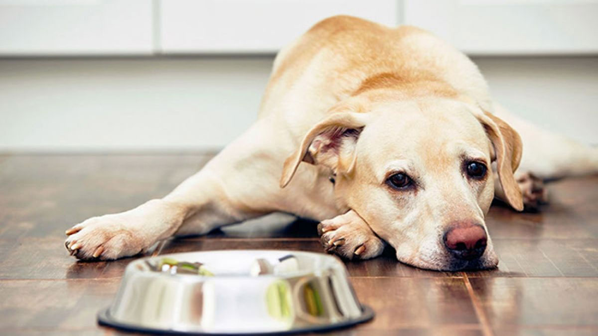 Symptômes de l'entérite chez le chien
