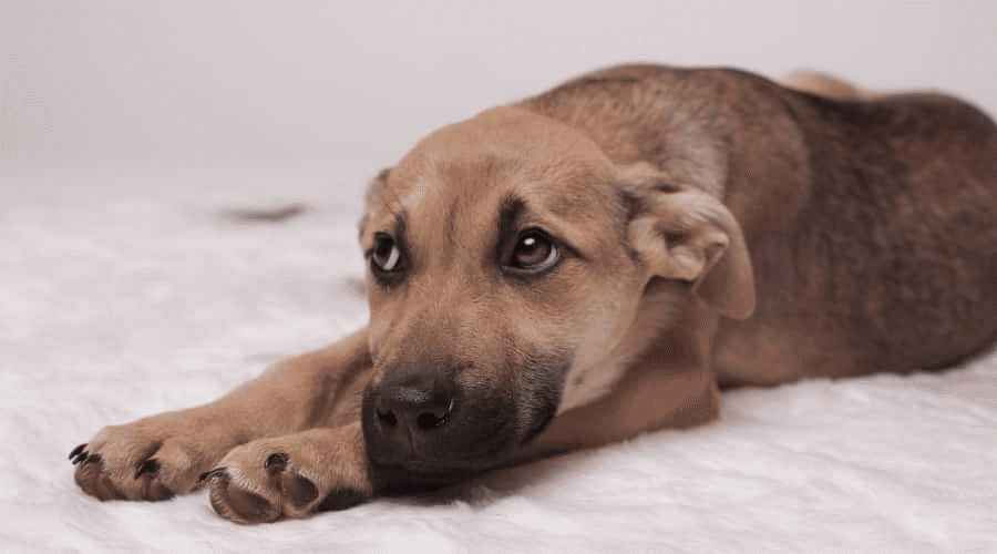 Symptômes de la maladie de Carré chez le chien