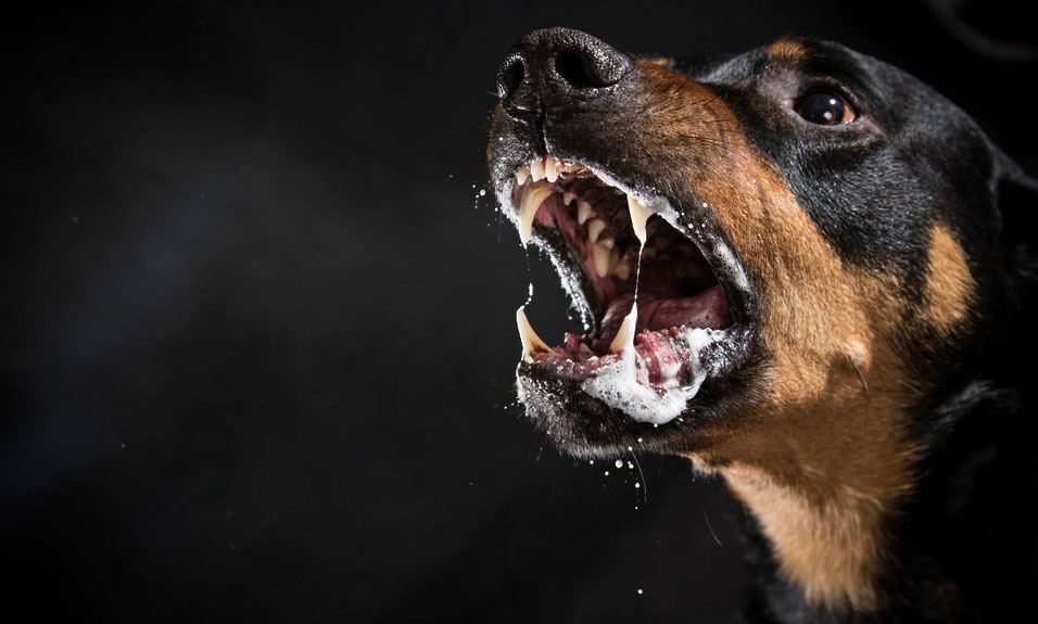 Comment savoir si un chien a la rage