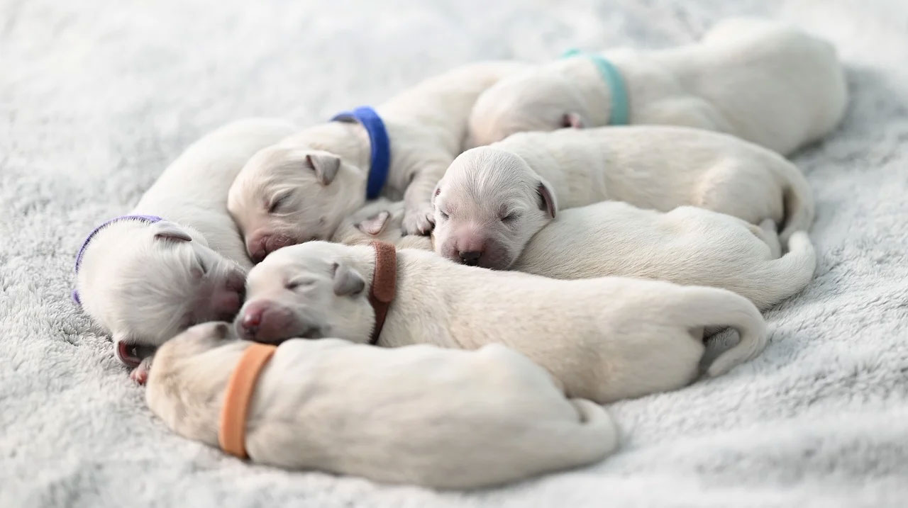 La campylobactériose est une maladie dangereuse pour les chiots.