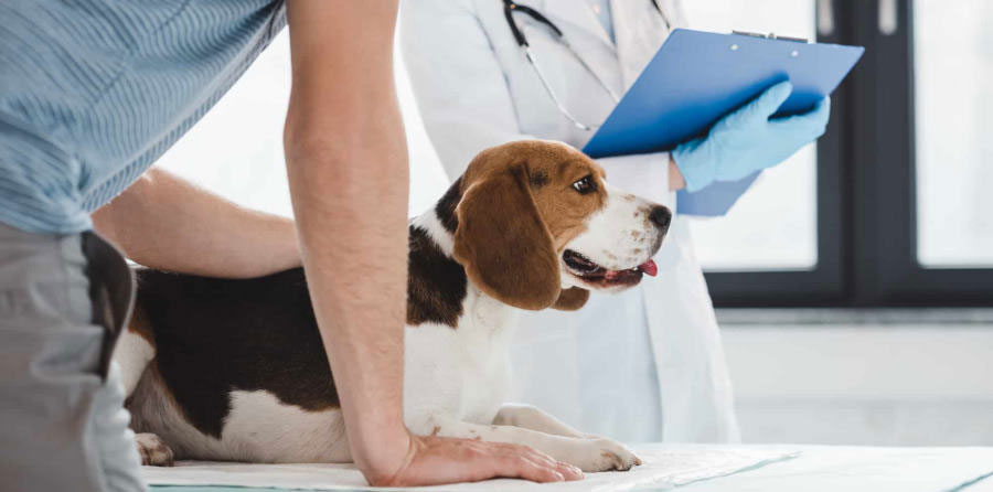 Campylobactériose chez le chien - diagnostic et traitement