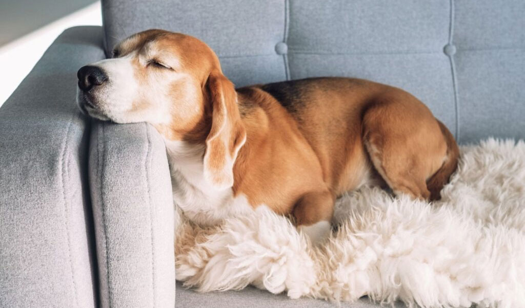 Comment savoir si votre chien souffre d'insuffisance rénale