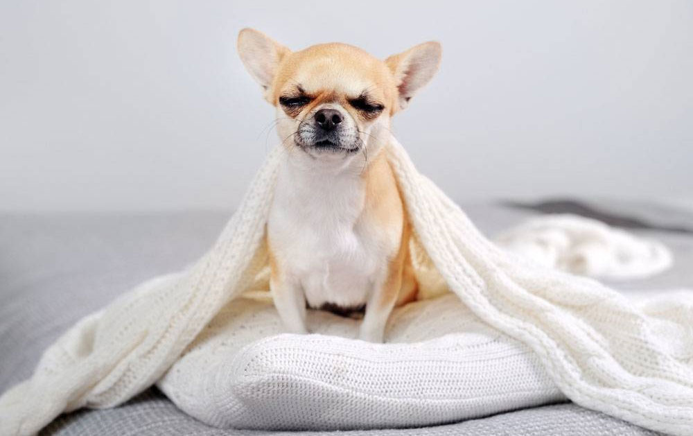 Tremblements chez les chihuahuas