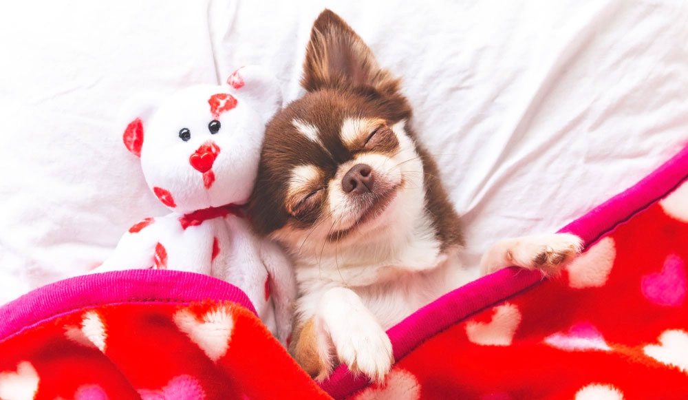 Pourquoi un chihuahua tremble-t-il en dormant ?