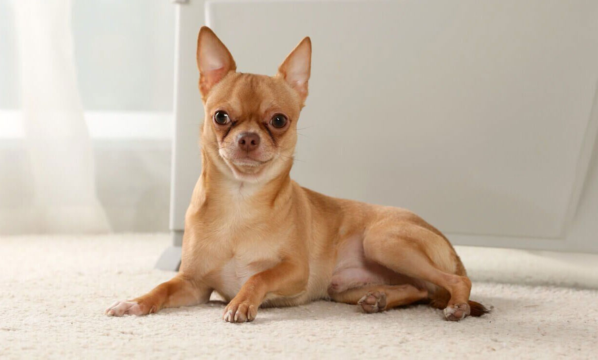 Quelles maladies provoquent des tremblements chez les chihuahuas ?