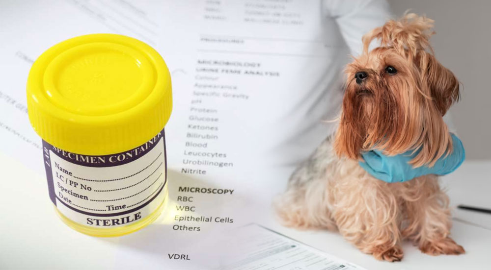 Règles pour le prélèvement d'urine chez un chien en vue d'une analyse
