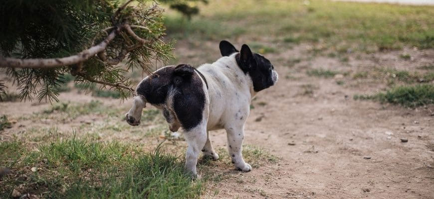 Comment recueillir l'urine d'un chien habitué uniquement aux promenades en extérieur