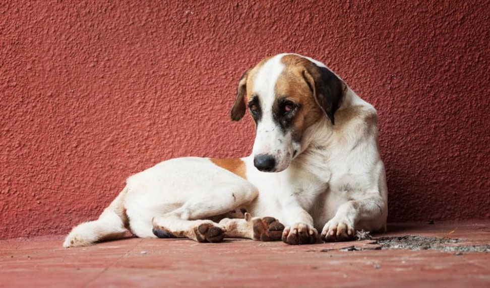 Comment savoir si votre chien souffre de coliques et comment aider votre animal de compagnie