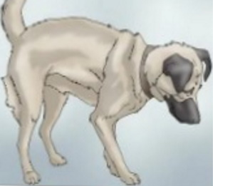 Postures pour soulager les coliques chez le chien