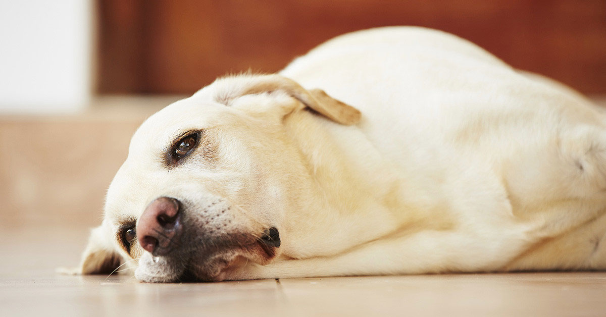 Causes des coliques chez le chien