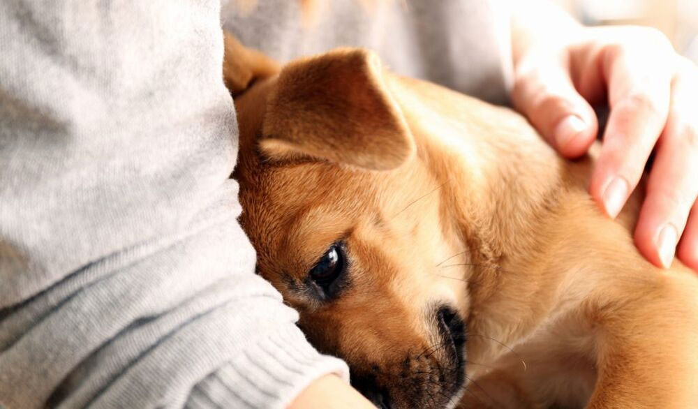 Comment aider un chien souffrant de coliques