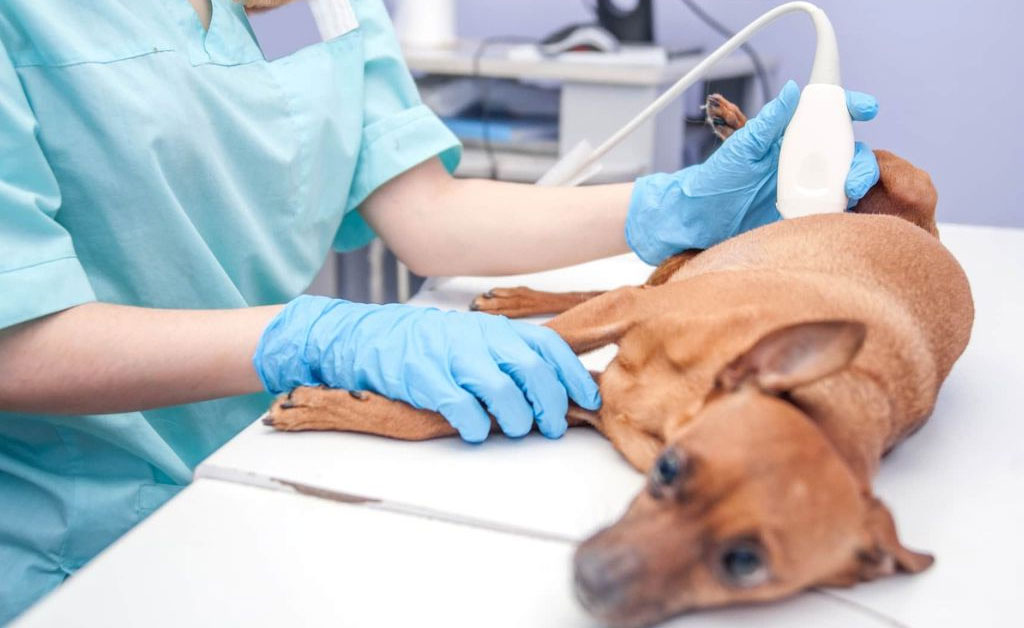 Diagnostic des maladies gastro-intestinales chez le chien