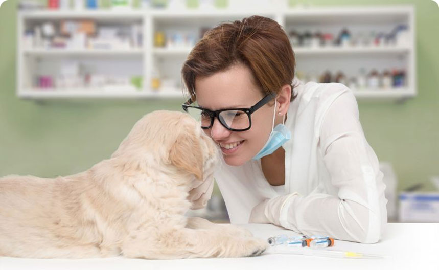 Prévention des coliques intestinales chez le chien