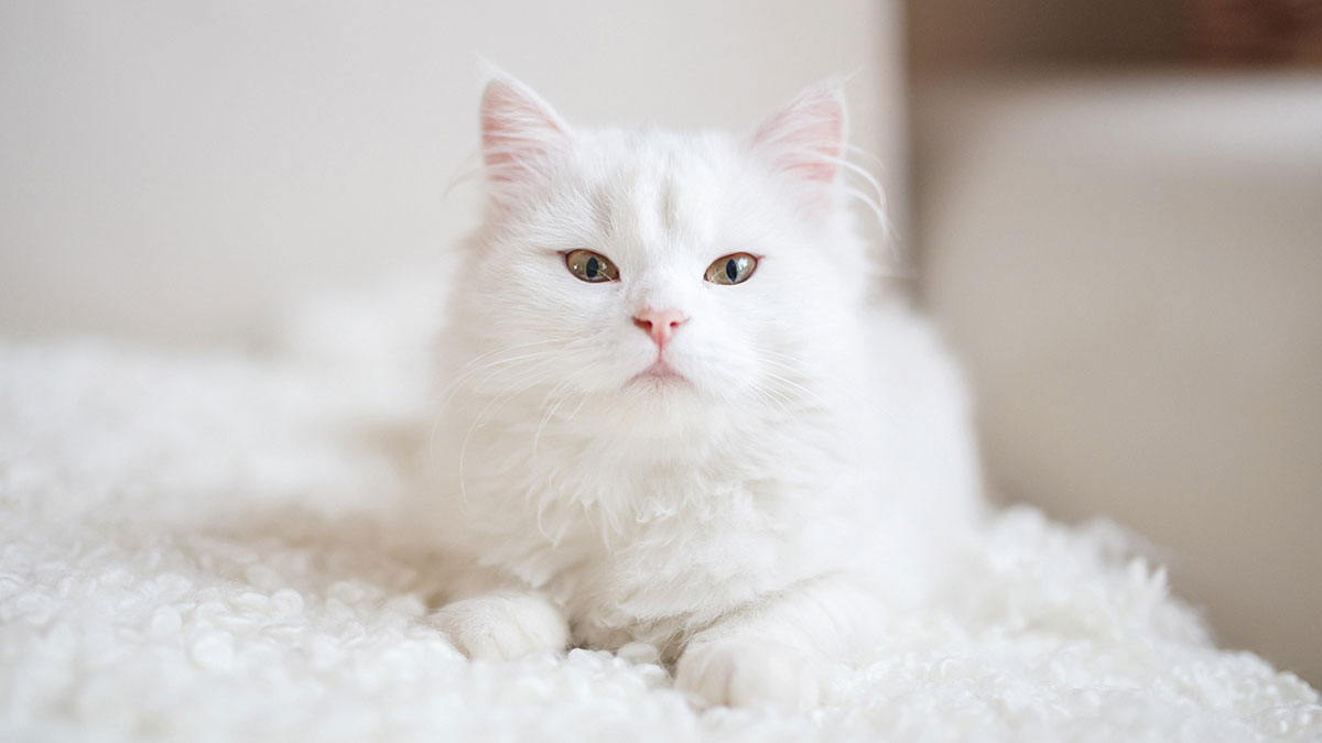 Comment distinguer un chat blanc d'un chat albinos
