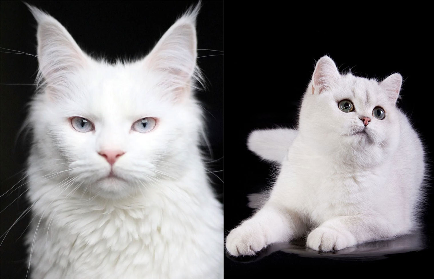 Comment distinguer un chat albinos d'un chat blanc ?