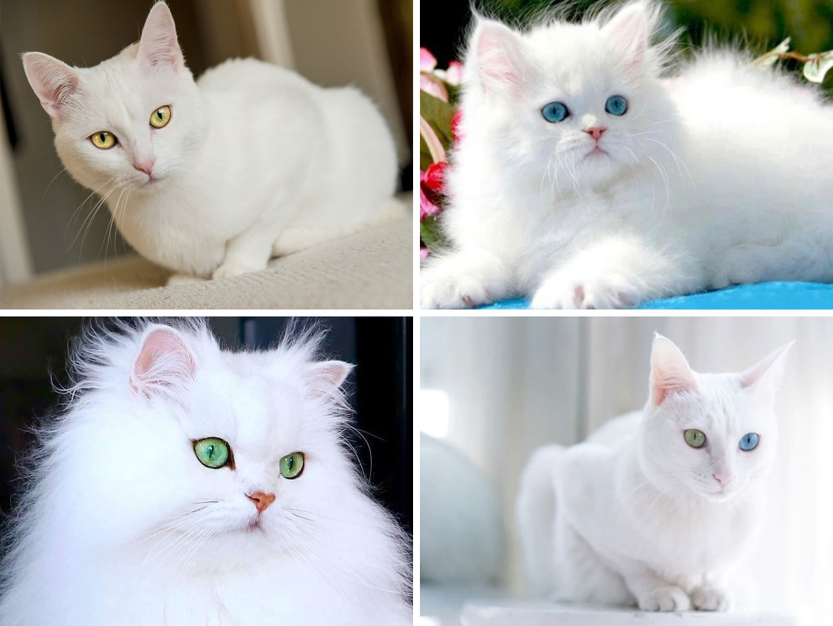 Albinisme partiel chez les chats