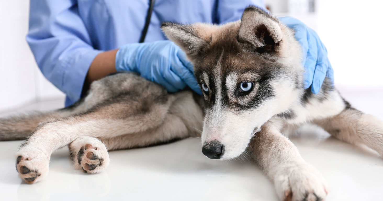 Perte musculaire et taux de créatinine chez les chiens