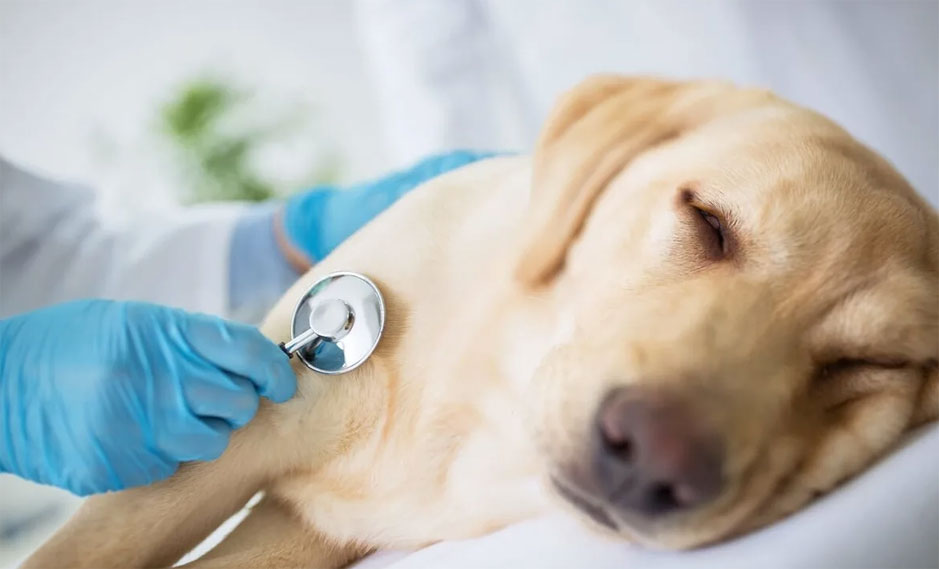 Quels sont les facteurs qui influencent le taux de créatinine chez le chien ?
