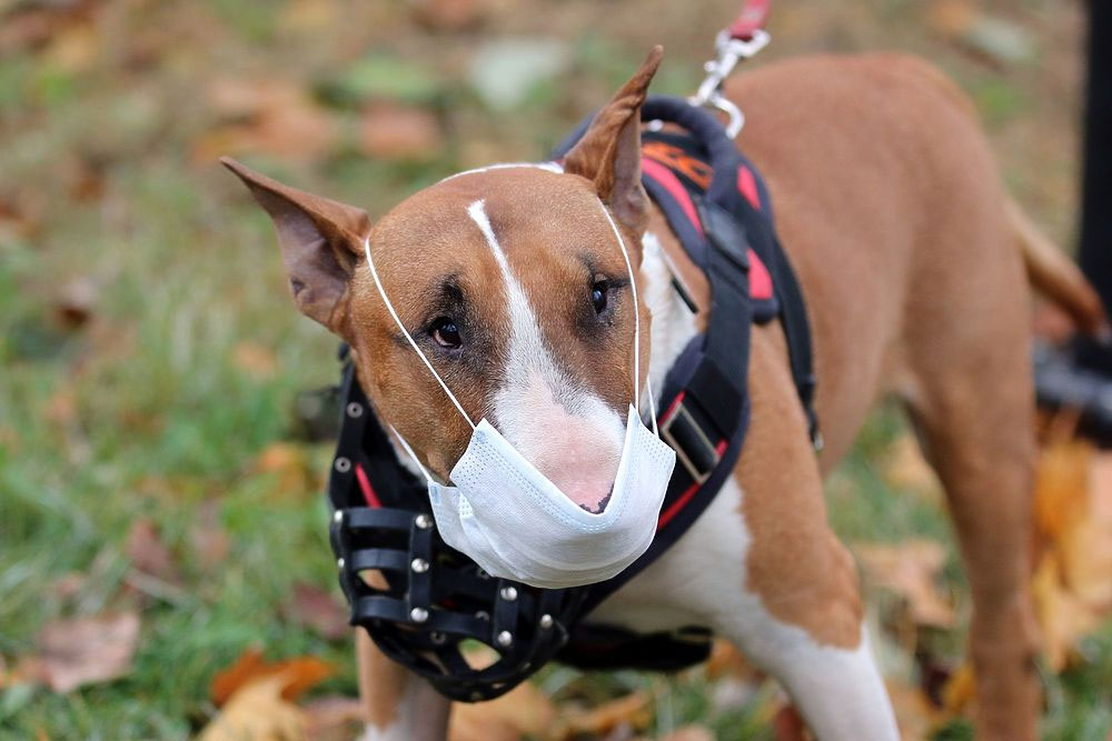 Un chien peut-il attraper la grippe d'un humain ?