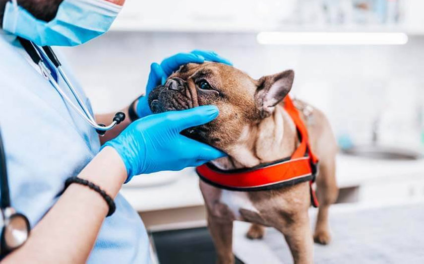 Symptômes du rhume chez les chiens : les infections respiratoires aiguës peuvent-elles être transmises des humains aux chiens ?
