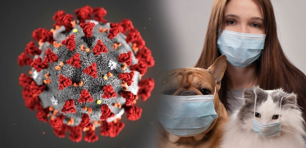 Le rhume peut-il se transmettre de l'homme au chien et au chat ?