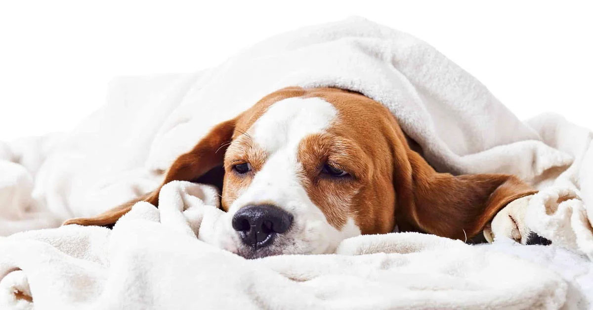 Les chiens attrapent-ils des rhumes ?