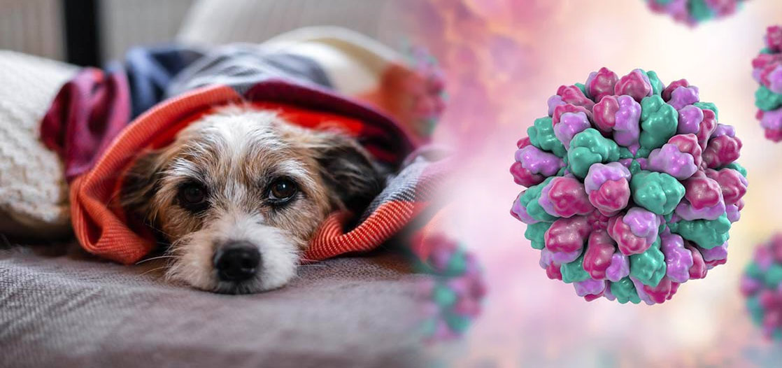 Entérite à rotavirus (entérite à rotavirus)