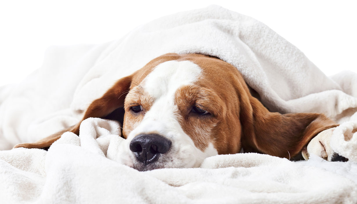 Rotavirus chez le chien : symptômes, diagnostic, traitement