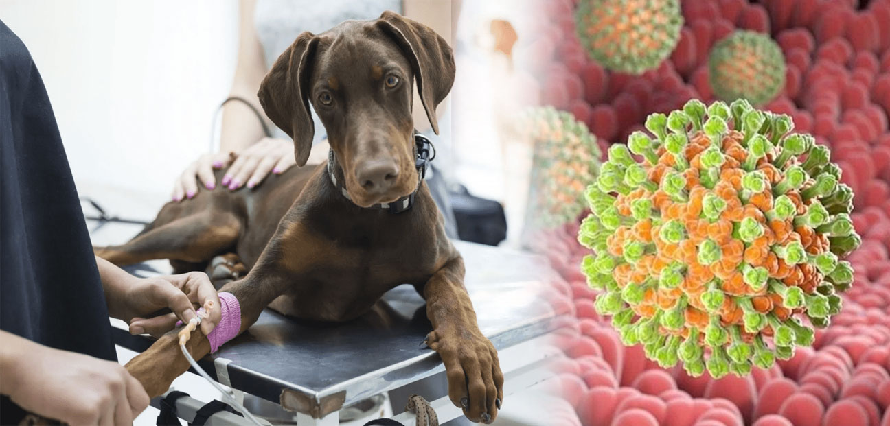 Diagnostic et traitement de l'entérite à rotavirus chez le chien