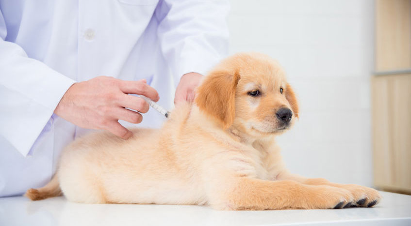 Prévention de l'infection à rotavirus chez les chiots