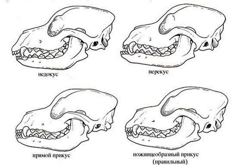 Types de malocclusion chez le chien