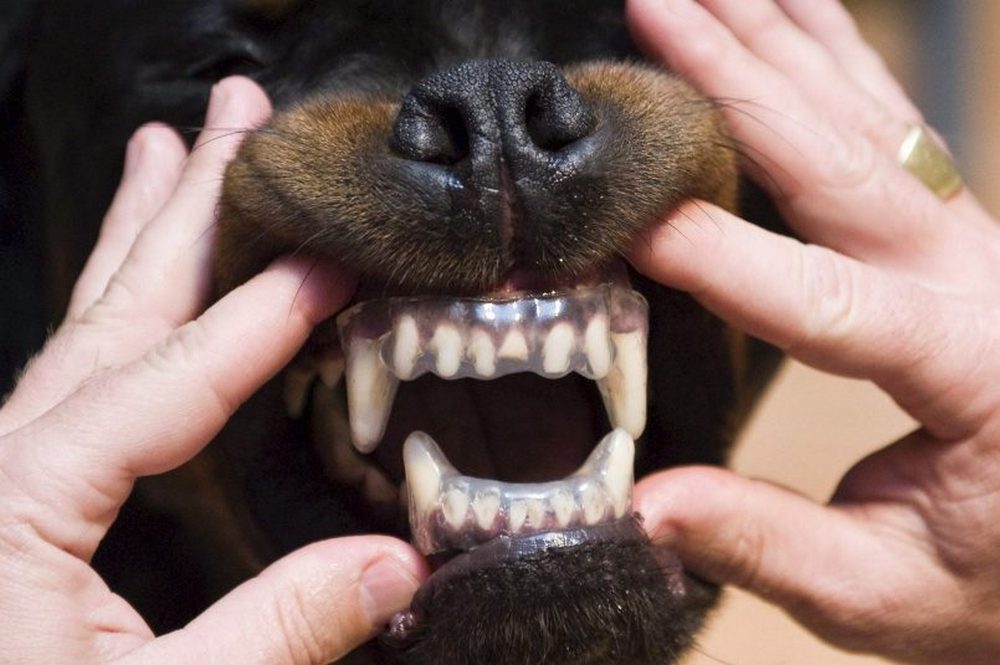Protège-dents transparents pour chiens