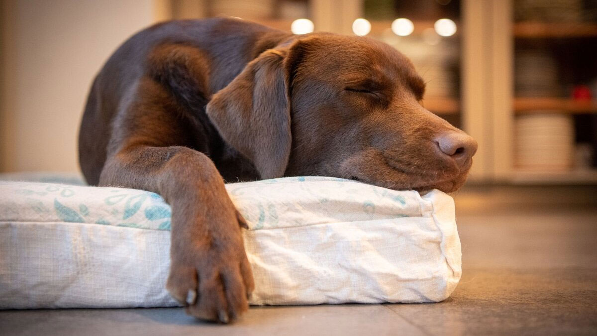 Pourquoi un chien a-t-il des spasmes pendant son sommeil et est-ce normal ?