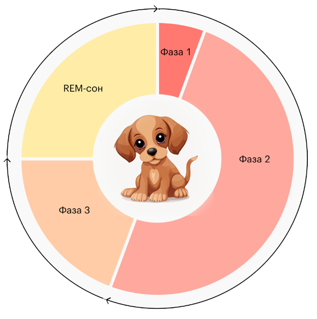 Phases du sommeil chez le chien