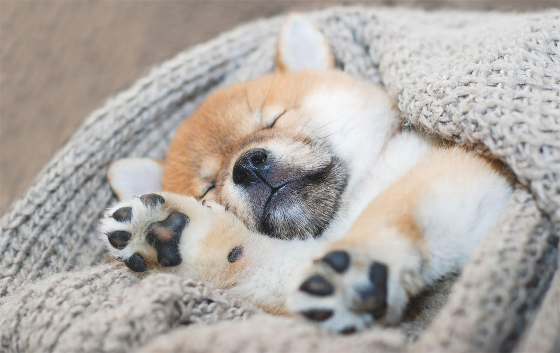 Pourquoi un chiot tremble-t-il pendant son sommeil ?