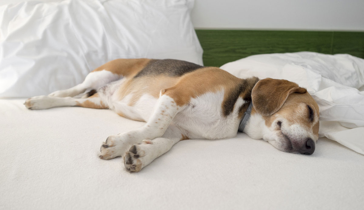 Comment savoir si un chien fait des crises d'épilepsie pendant son sommeil