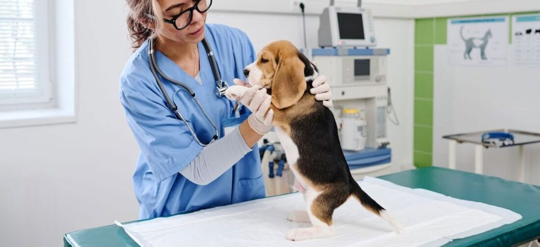 Diagnostic et traitement des flatulences chez le chien