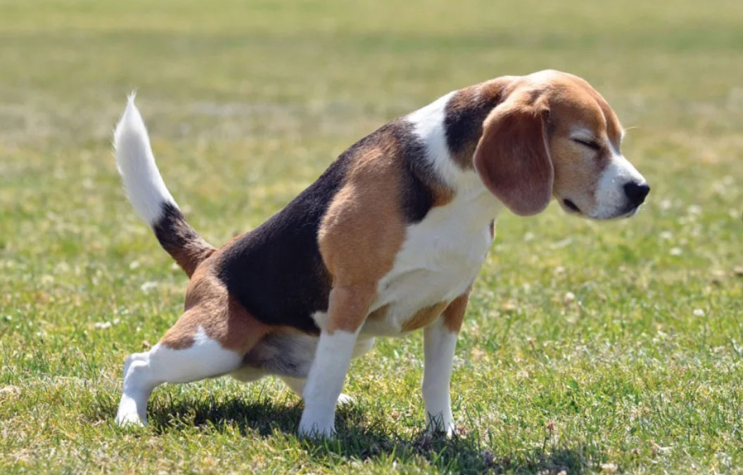 Symptômes de la prostatite chez le chien