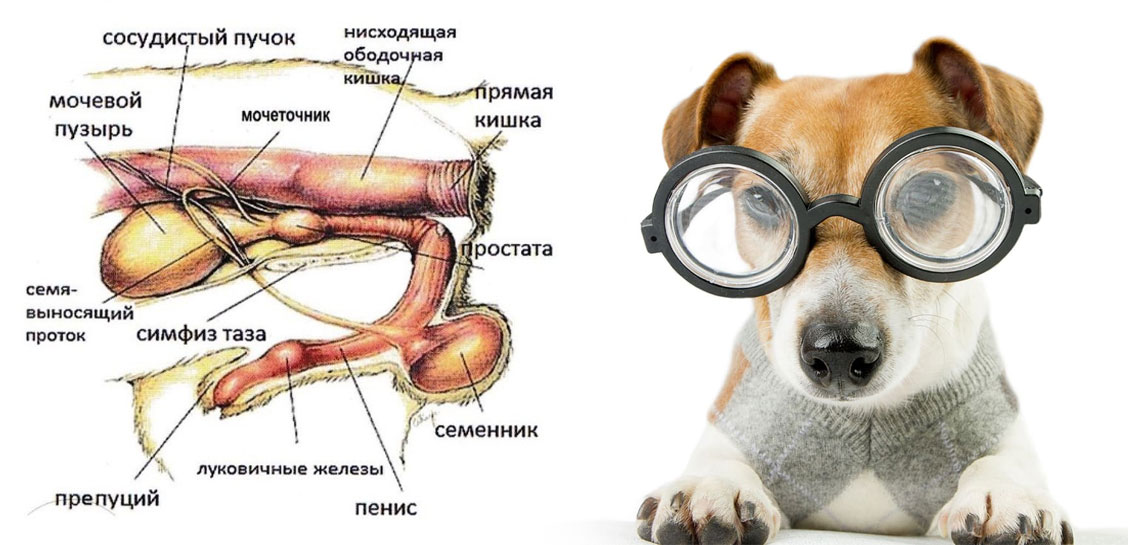 L'appareil génito-urinaire des chiens