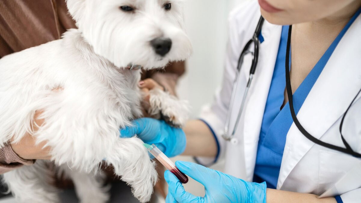 Diagnostic des maladies génito-urinaires chez le chien