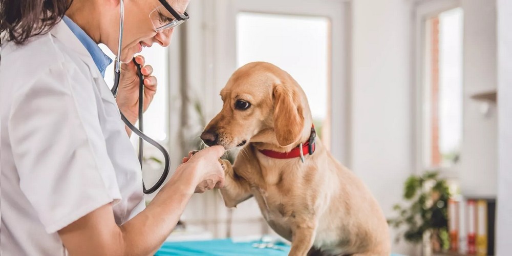 Un chien près du vétérinaire