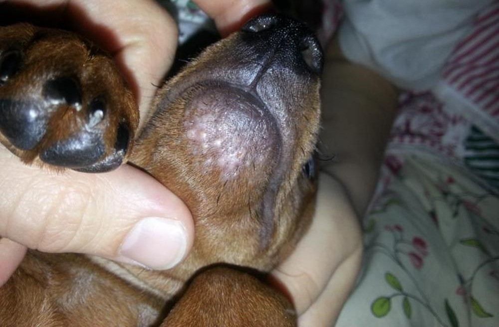 Boutons sur le corps d'un chiot