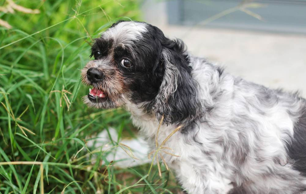 Pourquoi la mâchoire inférieure d'un chien tremble-t-elle ?