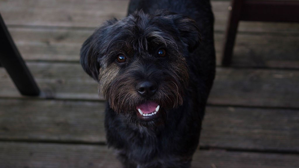 Causes des tremblements de la mâchoire chez les chiens