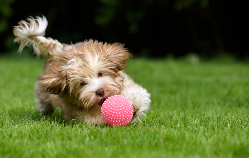 L'instinct de chasse d'un chien